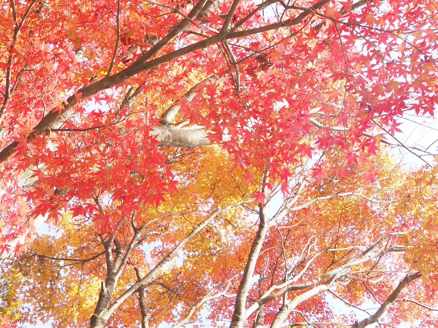 六甲山の紅葉